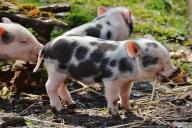 Mini piggies