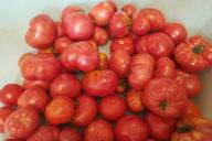 tomates