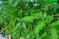 Tomato seedlings