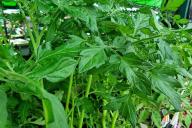 Tomato seedlings