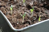 seedling