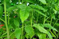 Pepper seedlings