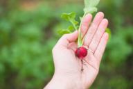 radish