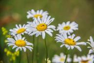 marguerites