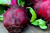 beet