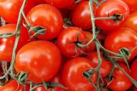 Tomaten