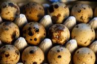 Quail eggs