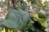 Apple Tree Leaf 