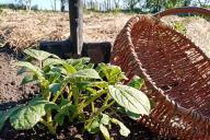 Potato Basket