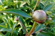 Bourgeon de pivoines