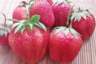 Baies de fraises