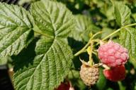 Framboise