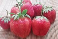 Baies de fraises