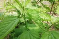 Nettle