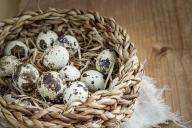 Quail eggs