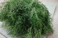 Dill Greens