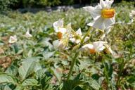 Potatoes are blooming