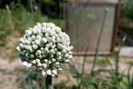 Onion Seeds