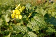 Mustard Green manure