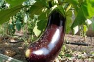 Eggplant