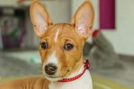 Basenji