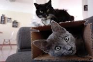 Cat Box