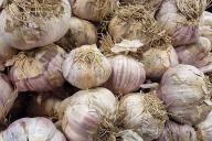 garlic