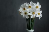 Fleurs, jonquilles