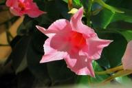 Dipladenia