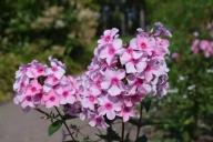 Phlox