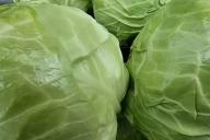 cabbage