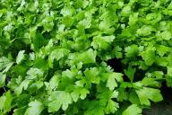 Parsley