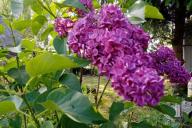 Lilas