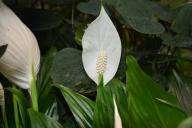 Spathiphyllum