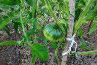 Tomates, tomates