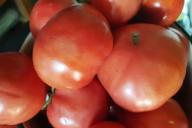 Tomaten, Gemüse