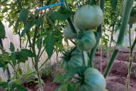 tomates