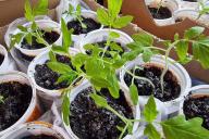 Tomatoes, seedlings