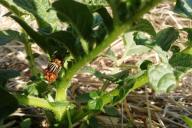 Colorado beetles