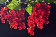 Currant