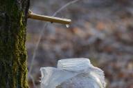 Birch sap