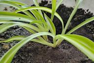 Chlorophytum