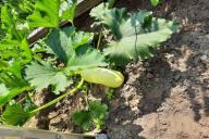 Courgettes