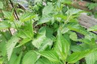 Nettle Weeds