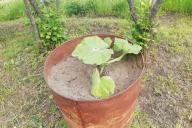 Calabaza De Barril