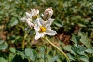 Fleurs de pomme de terre