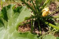 Zucchini flower