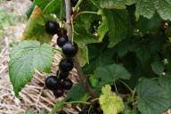 Currant Berries