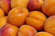 Apricots