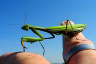 Praying Mantis on Fingers